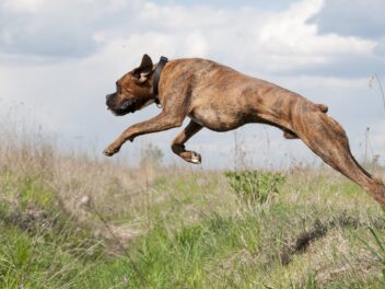 Quels sont les besoins de mon chien en matière d&rsquo;exercice ?