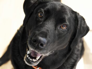 Le dressage des chiens et les récompenses non alimentaires