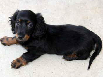 Chiots Teckel : Photos mignonnes et faits