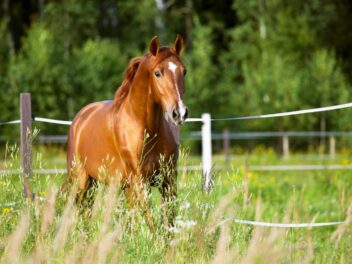 3 façons d&rsquo;améliorer le quotidien de votre cheval