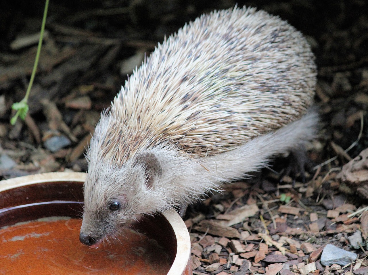 Faut-il mettre à boire dans son jardin pour les animaux sauvages lors d&rsquo;une canicule ?