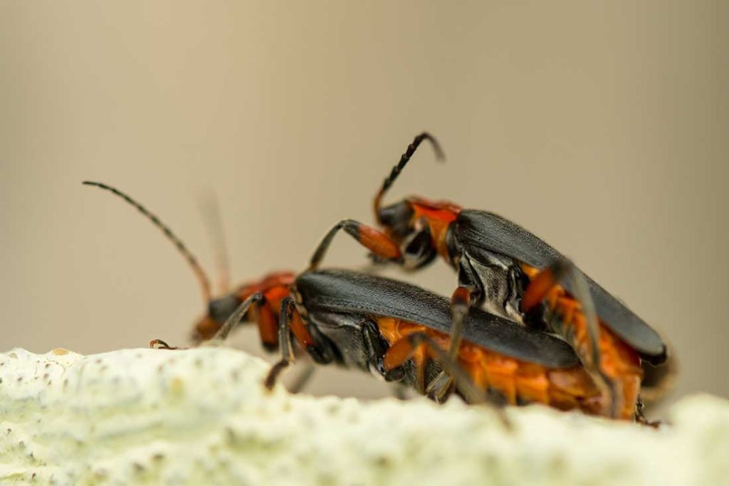 Pourquoi les lucioles brillent la nuit ? Animal.ch