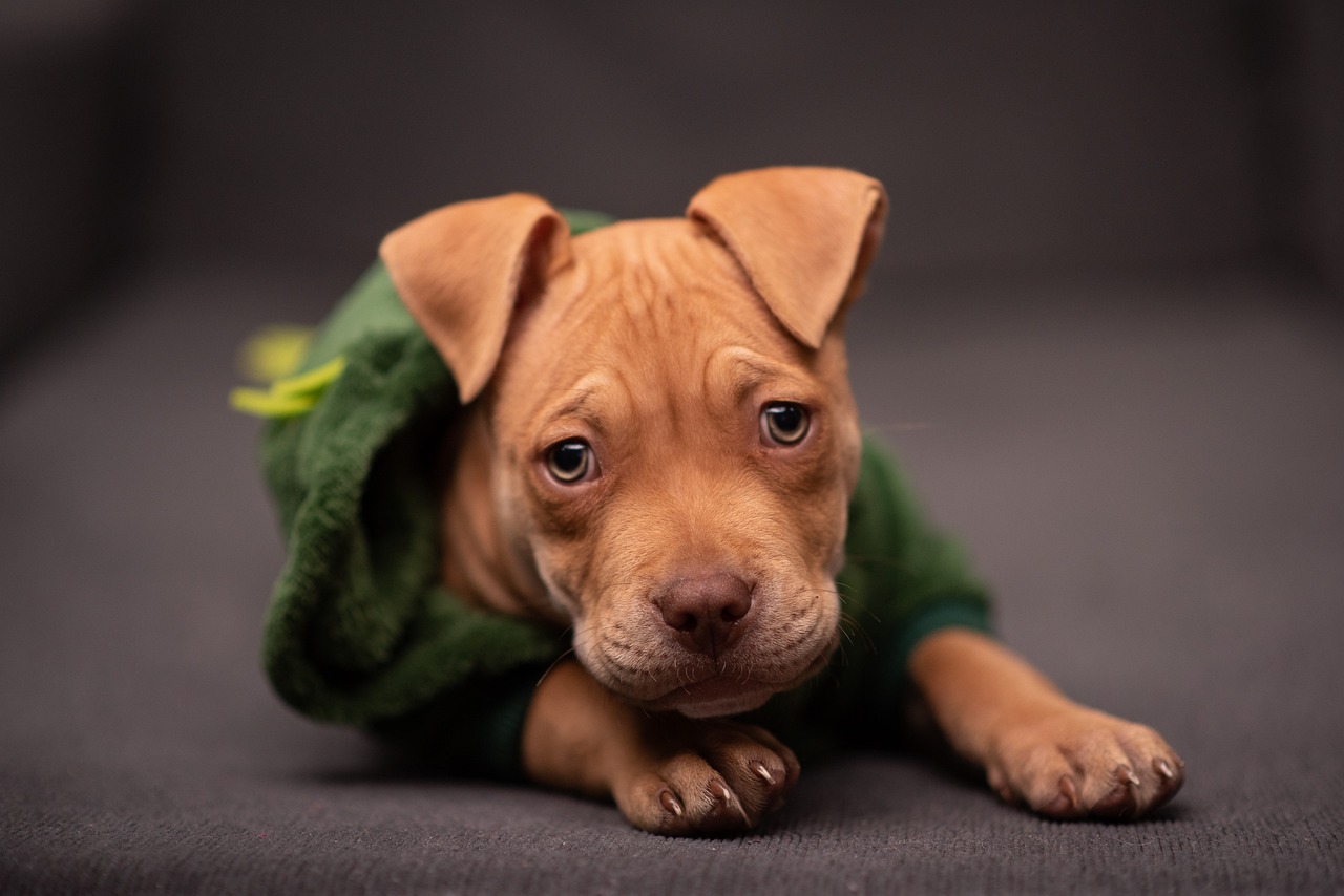 Chiots Pit Bull : Photos mignonnes et faits