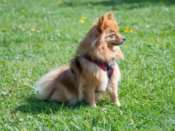 Initier son chiot aux parcs à chiens ?