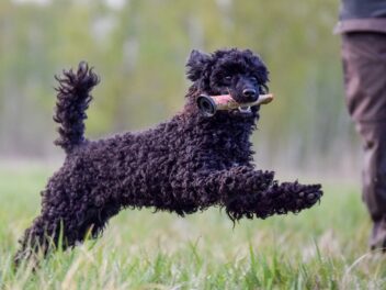 Comment empêcher votre chien de sauter en l&rsquo;air