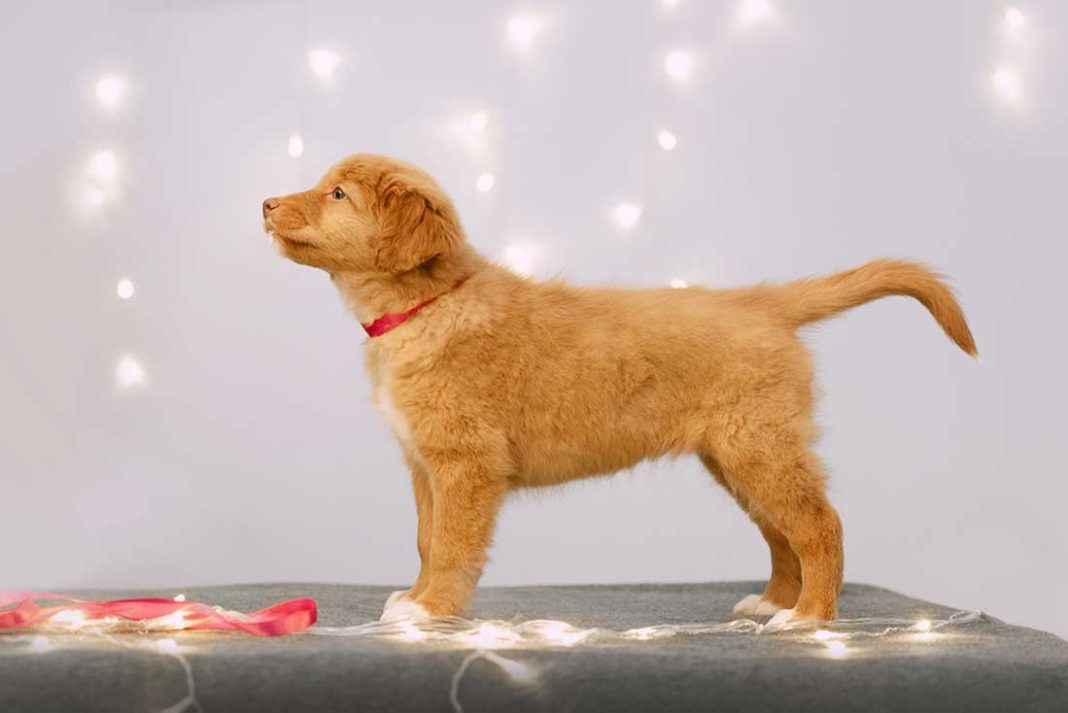 Pourquoi les chiens remuent la queue ? Animal.ch