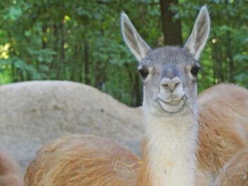 Pourquoi les lamas crachent ?