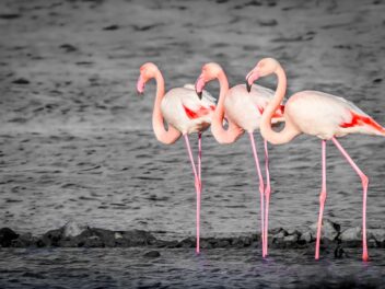 Pourquoi les flamands roses sont roses ?