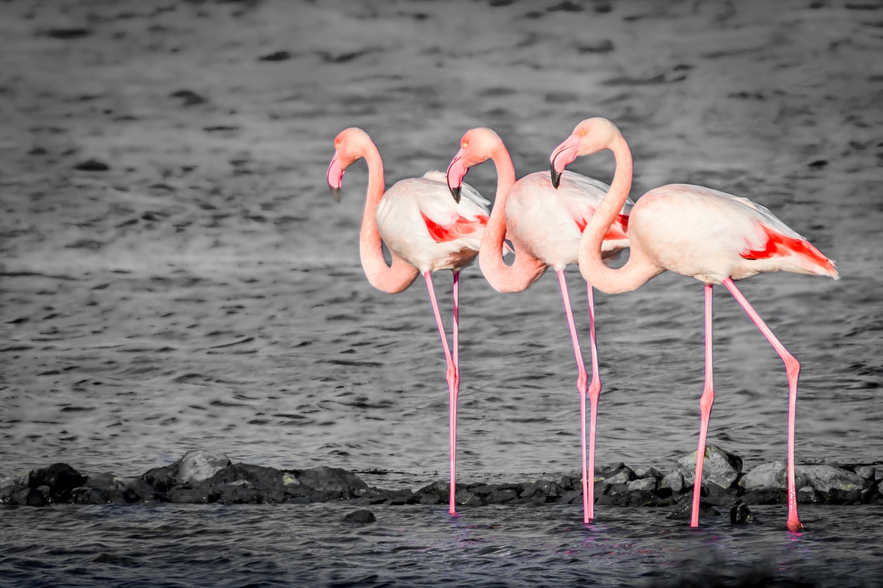 Pourquoi les flamands roses sont roses ?