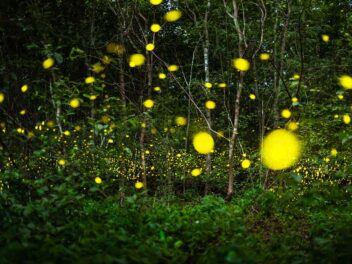 Pourquoi les lucioles brillent la nuit ?