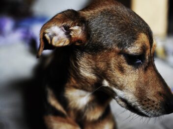 9 preuves irréfutables que votre chien ne vous aime pas