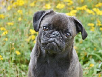 Pourquoi la routine est-elle importante pour les chiens ?