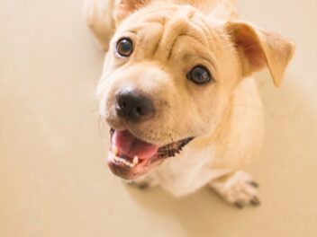 Comment nettoyer les dents de votre chien ?