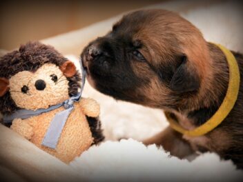 Préparer votre chien à l&rsquo;arrivée d&rsquo;un nouveau bébé