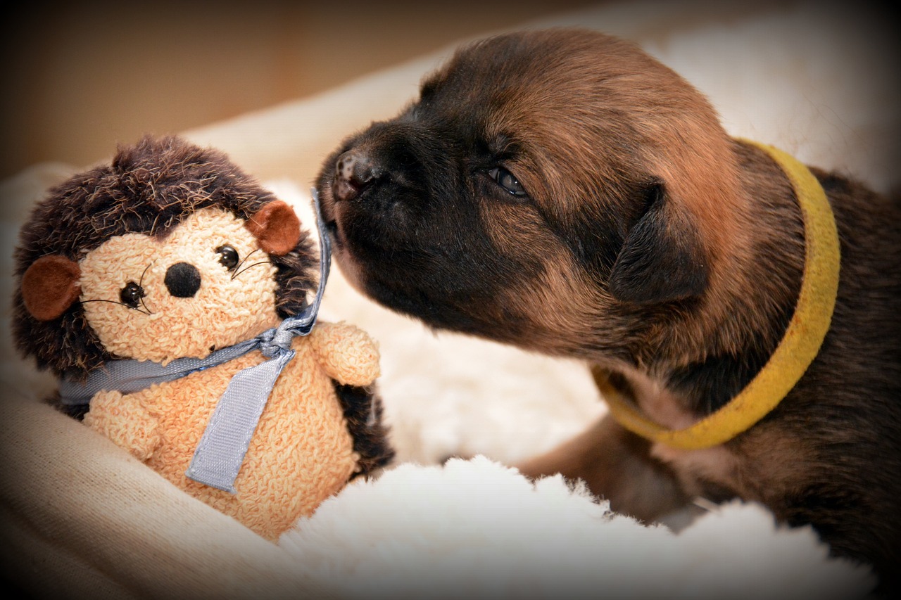 Préparer votre chien à l&rsquo;arrivée d&rsquo;un nouveau bébé