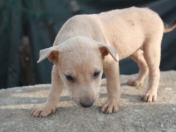 Comment éduquer votre chiot à la propreté : Les étapes à suivre et les erreurs à éviter