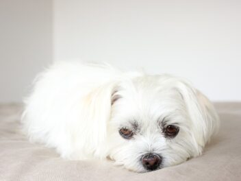 Chiots Shih Tzu : Photos mignonnes et faits