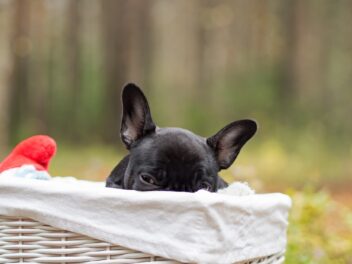 Pourquoi un chien ignore-t-il les autres chiens ?