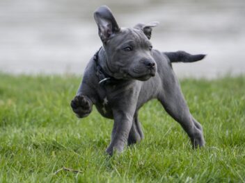 Découvrez vite ces races de chien qui sont les moins enflammées