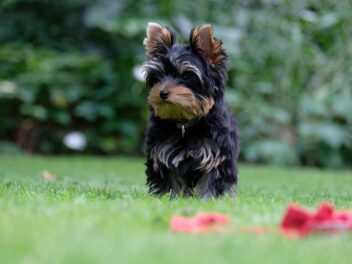 Les chiots Yorkshire Terrier &lsquo;Yorkie&rsquo; : Photos mignonnes et faits