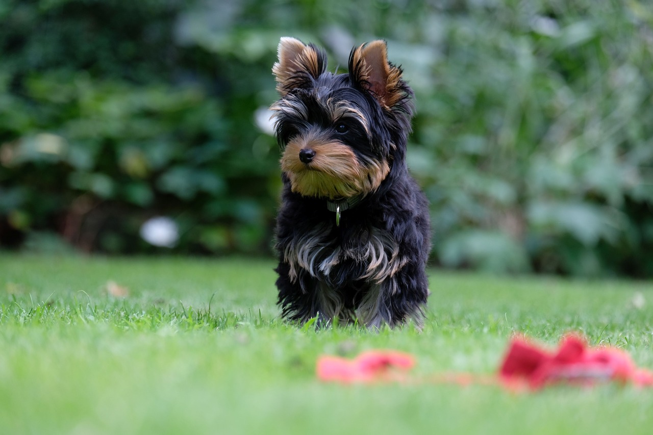 Les chiots Yorkshire Terrier &lsquo;Yorkie&rsquo; : Photos mignonnes et faits