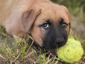 Les chiots bergers allemands : Photos mignonnes et faits