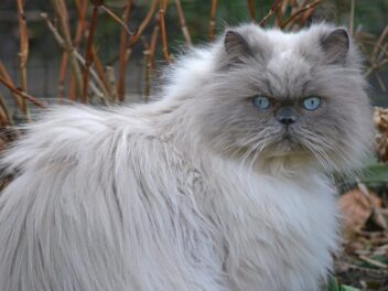 10 questions que l&rsquo;on se pose sur les chats, avec leurs réponses