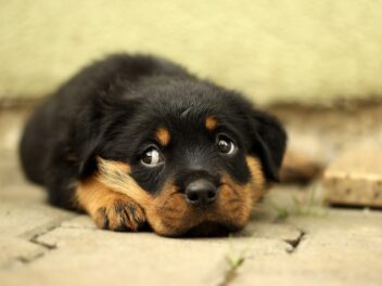 Chiots Rottweiler : Photos mignonnes et faits