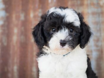 Comment prendre soin d&rsquo;un Bernedoodle