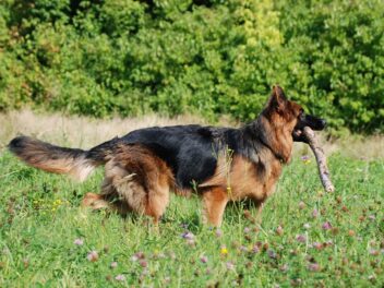 Quelles sont les races de chien qui ne font pas attention à leur maître ?