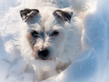 Les 8 races de chien qui ne sont pas faciles à dompter