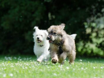 Races de chiens minuscules les plus populaires