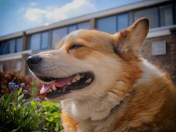 Les races de chiens moyennes les plus populaires