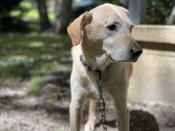 Ces races de chien ne seront pas les plus hardies