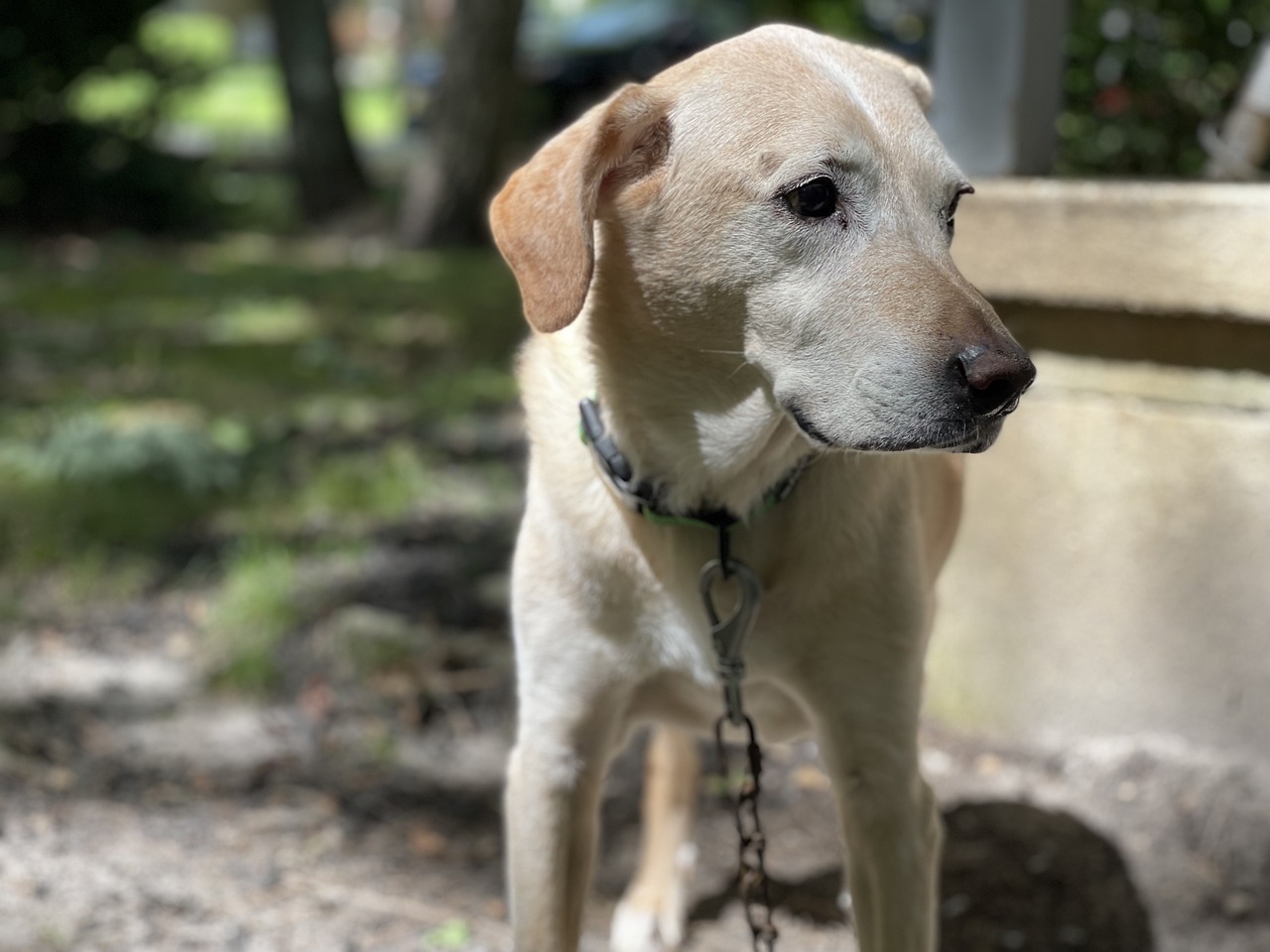 Ces races de chien ne seront pas les plus hardies