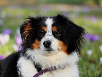 Ces 8 races de chien vont vous attendre derrière la porte quand vous rentrez à la maison