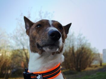 Découvrez les 8 races de chien qui n’aiment pas du tout être chouchoutées