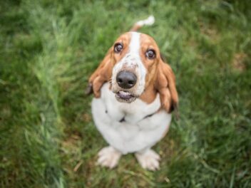 Découvrez ces races de chien qui réussissent à se contrôler en toutes circonstances
