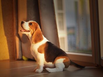 Ces races de chien vont vous faire la fête à votre retour à la maison