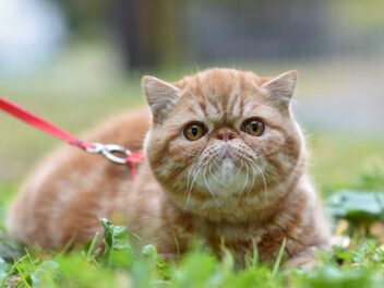 Quelle laisse pour chat choisir ?