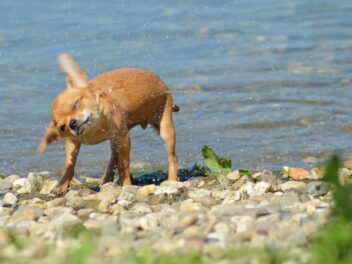 Les 8 races de chien que vous allez devoir superviser en permanence
