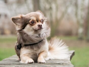 Attention, ces races de chien sont les plus insubordonnées et désobéissantes