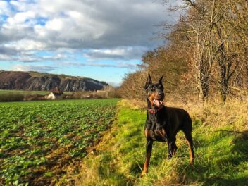 Quelles sont ces races de chien qui ne vont pas somnoler de la journée ?