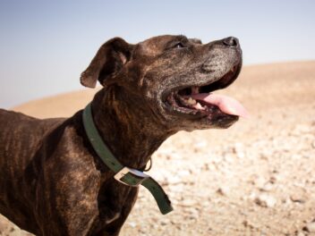 Découvrez 8 races de chien qui ne vont jamais manquer de respect à leur maître
