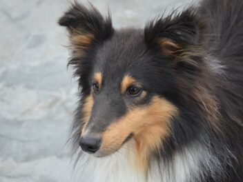 Découvrez les races de chien qui sont les plus gracieuses