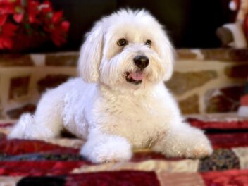 Découvrez ces races de chien que vous n’aurez pas besoin de superviser