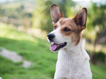 Pourquoi les refuges rendent-ils si difficile l&rsquo;adoption d&rsquo;un chien ?