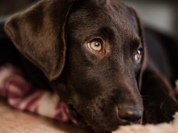 Ces 8 races de chien sont les plus chouettes que vous pourrez trouver