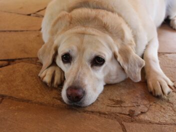 Races de chiens les plus susceptibles d&rsquo;être obèses
