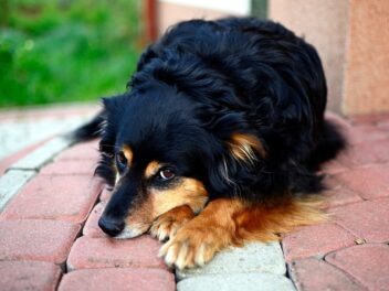 Voici les 11 races de chien qui ont le plus peur de l’abandon